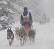 Twenty-one Sled Dog Teams Competing for 2013 International Pedigree...